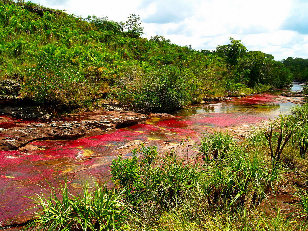 4. Sông Cano Cristales, Colombia